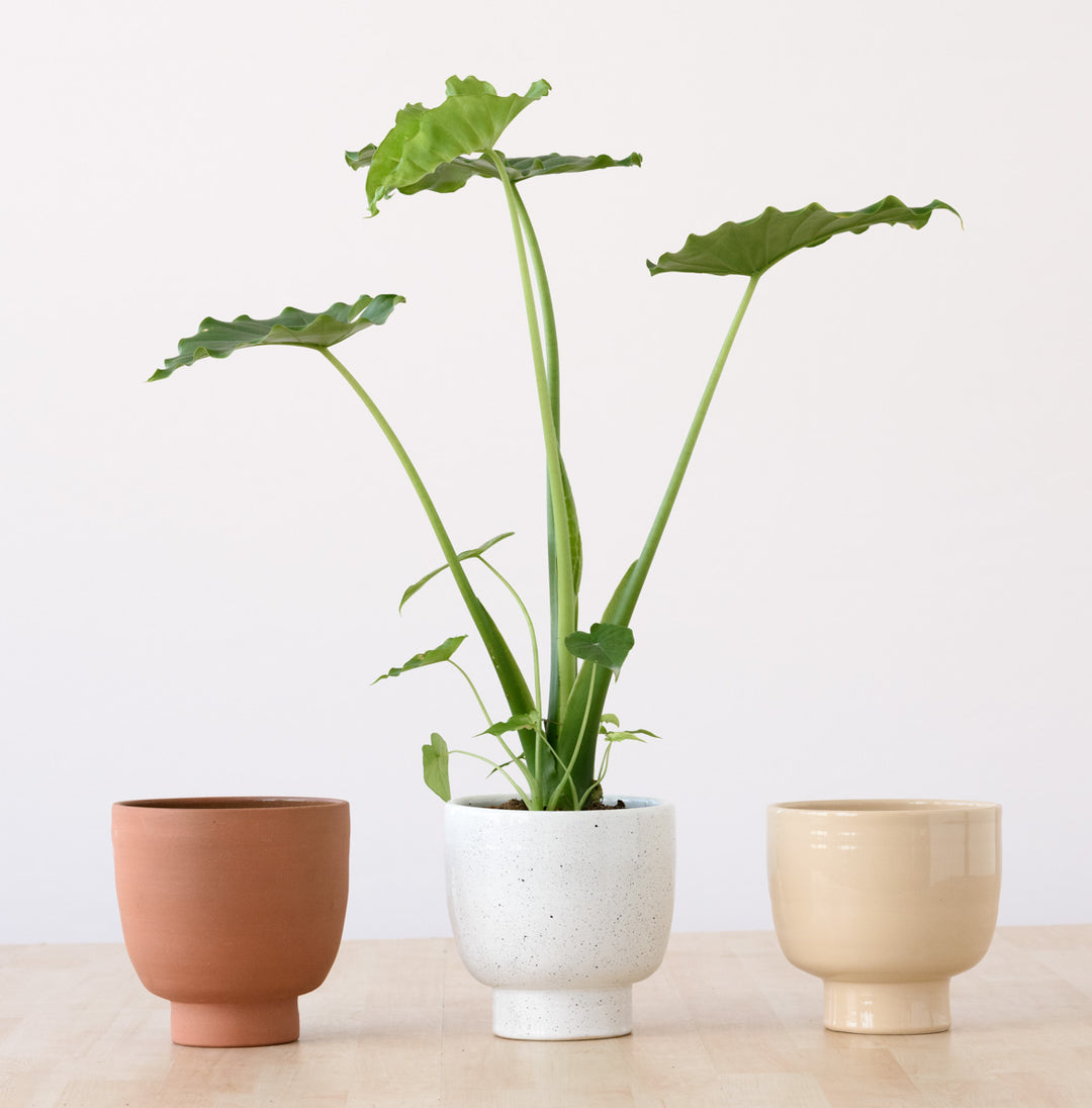 Shing Plinth Planter - Speckles - Shop Online!