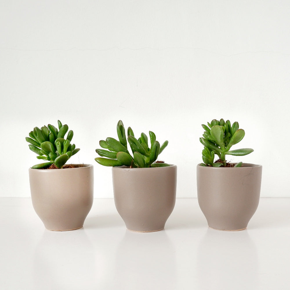Shrek Ears Plant - Shop Online!