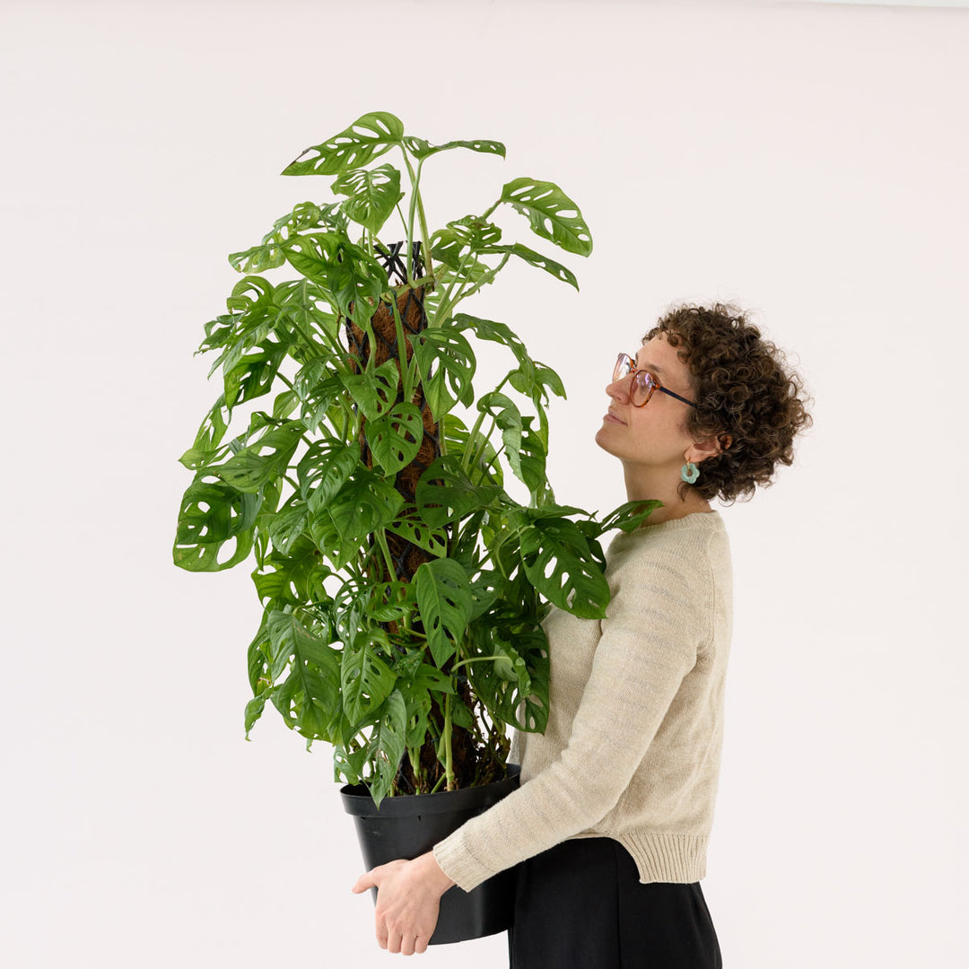 Swiss Cheese Plant - Mosspole - Shop Online!