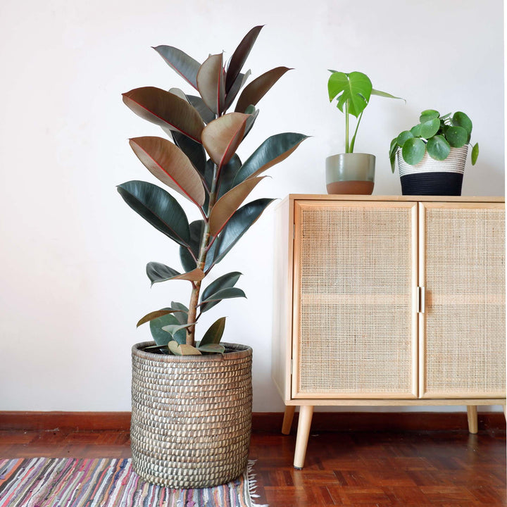 Rubber Tree - Abidjan - LARGE - Shop Online!