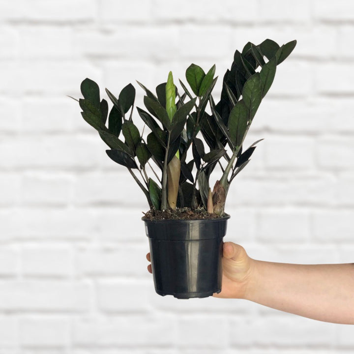 ZZ Plant - Raven - Shop Online!