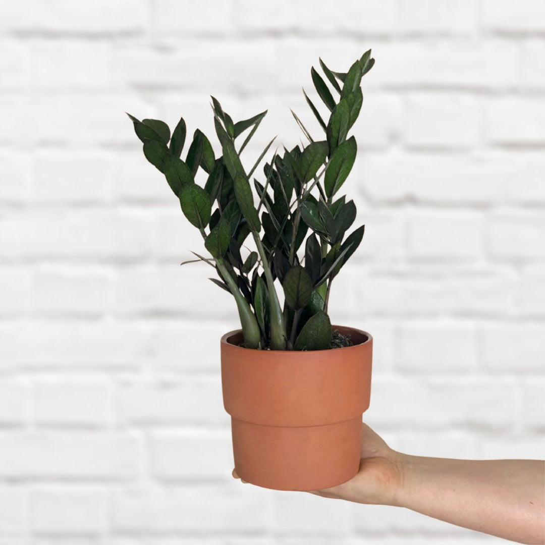 ZZ Plant - Raven - Shop Online!