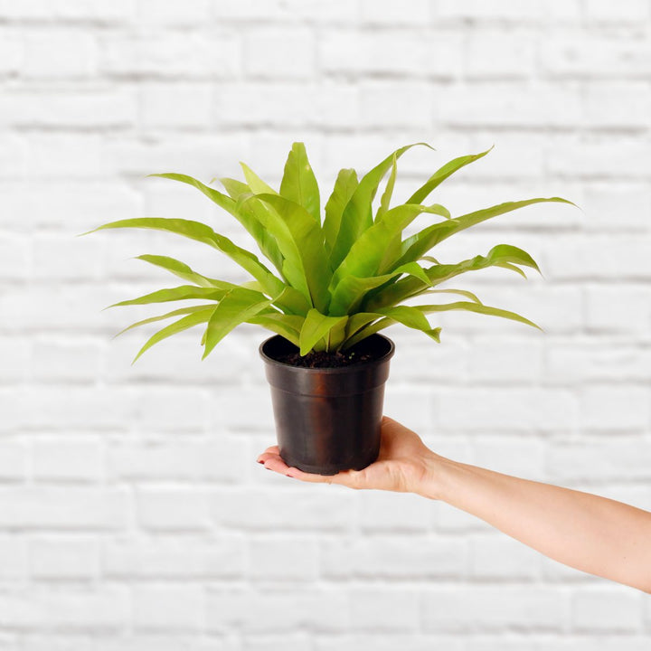 Birds Nest Fern - Antiquum - Shop Online!