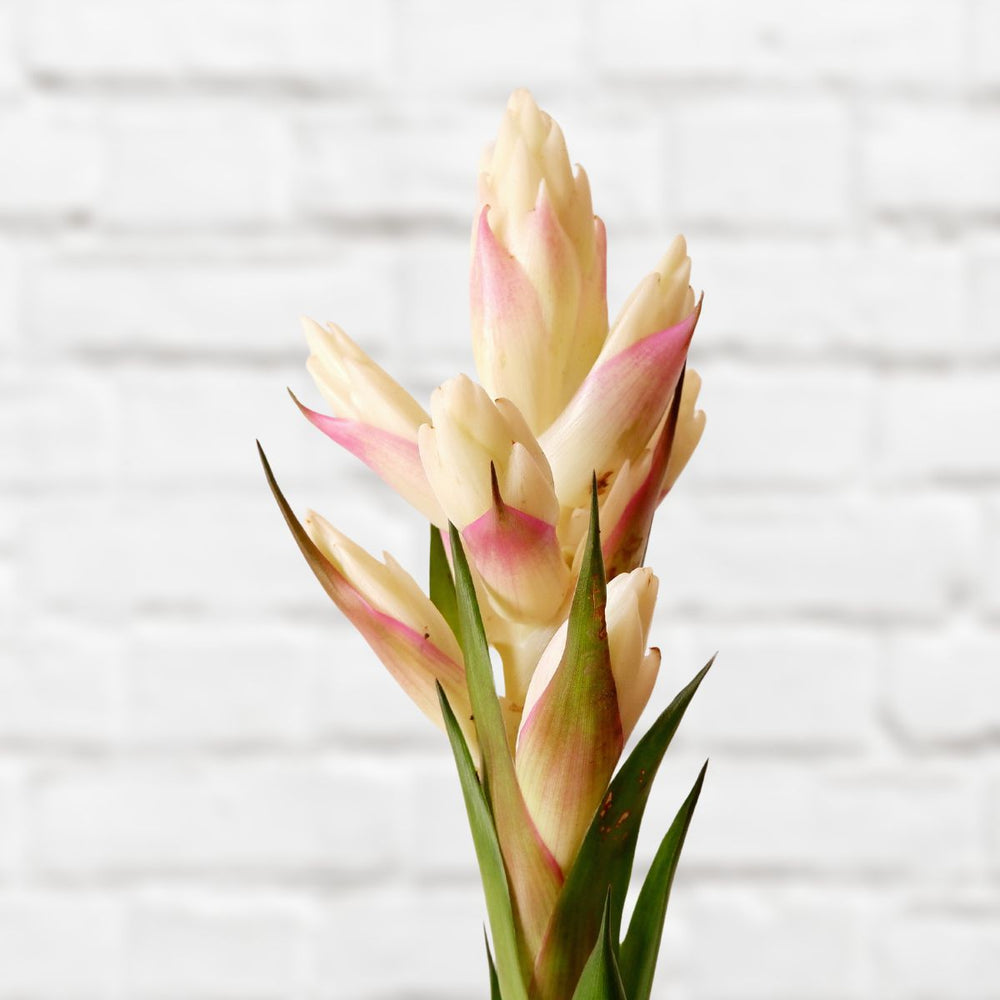 Guzmania - Candy - Shop Online!