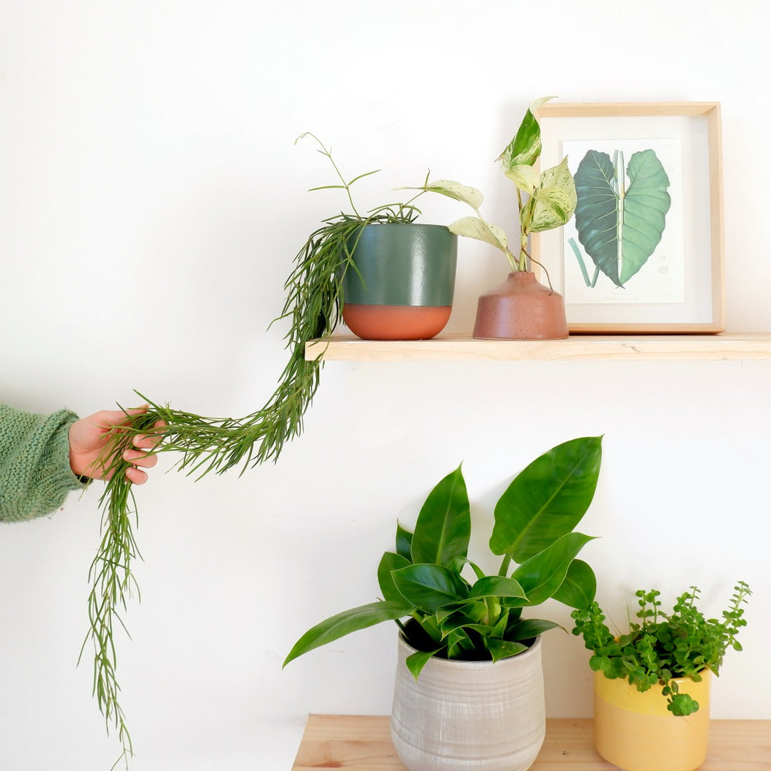 Hoya Linearis - Shop Online!