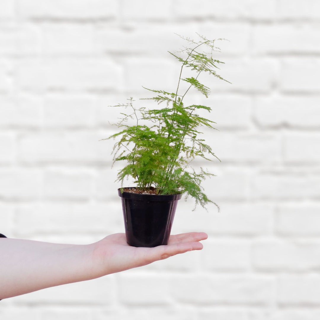 Lace Fern - Mini - Shop Online!