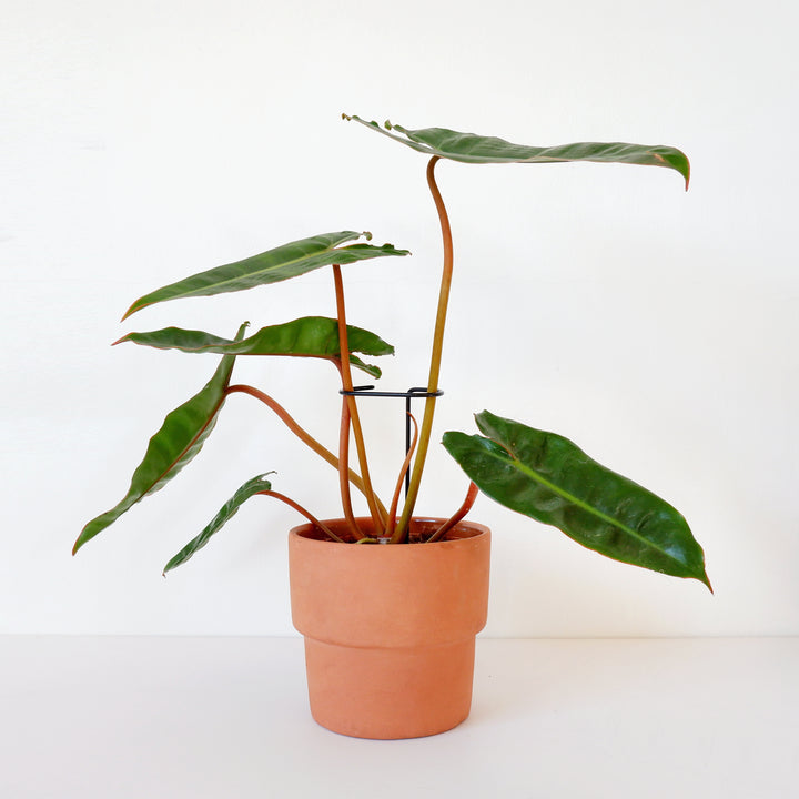 Plant Support - Hoop - Shop Online!