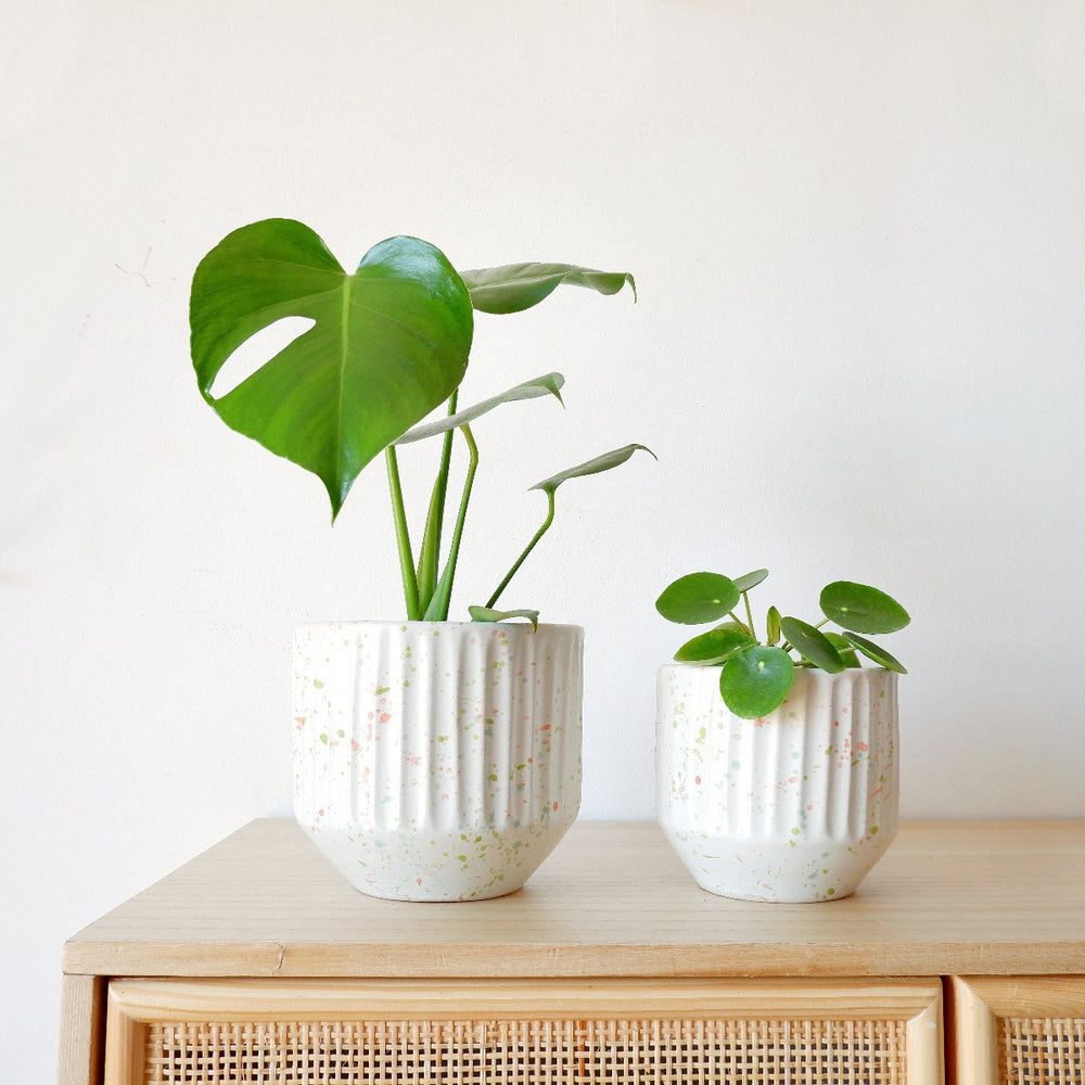 Rafa Terrazzo - Vanilla - Shop Online!