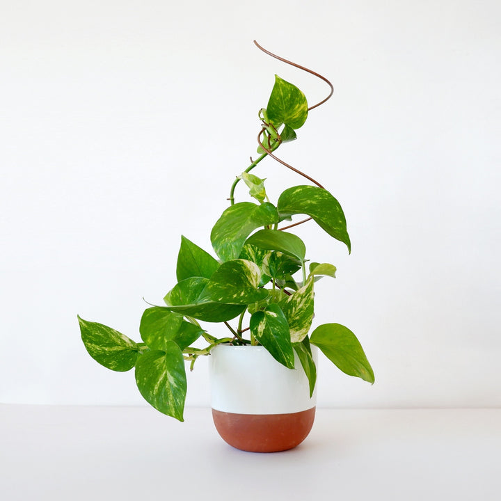 Plant Support - Spiral - Shop Online!