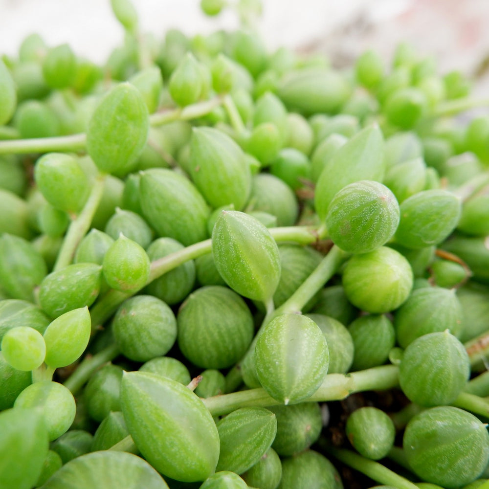 String of Watermelons - Shop Online!