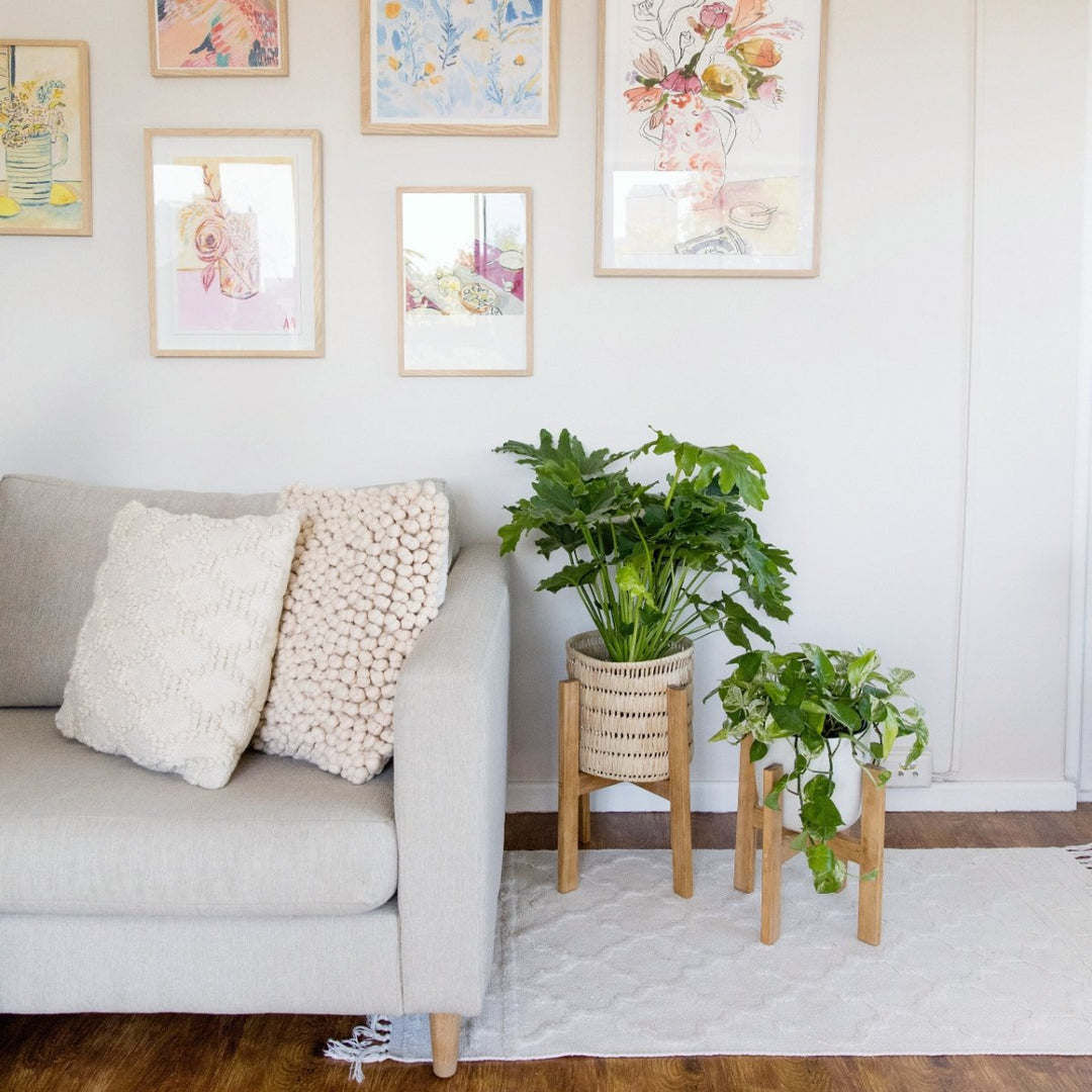 Split Leaf Philodendron - Shop Online!