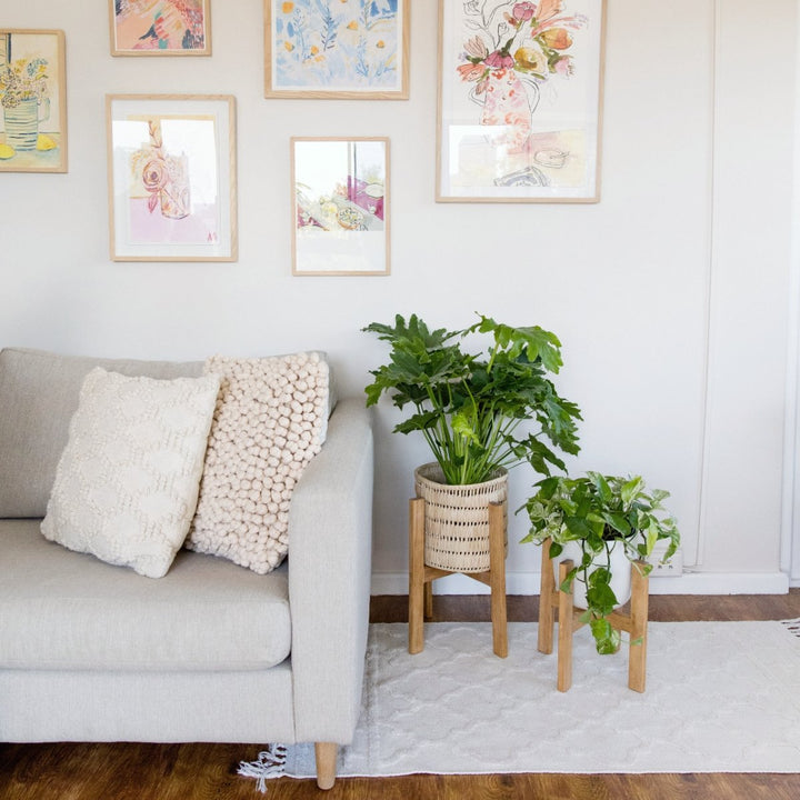 Split Leaf Philodendron - Shop Online!