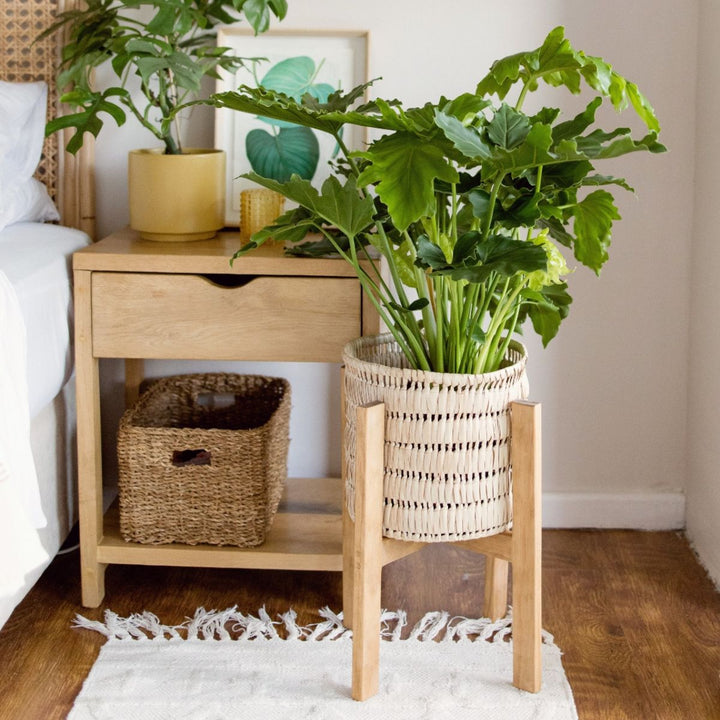 Split Leaf Philodendron - Shop Online!