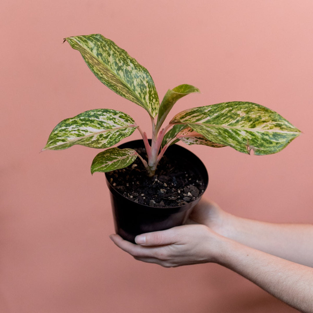 Chinese Evergreen - Pink Peacock - Shop Online!