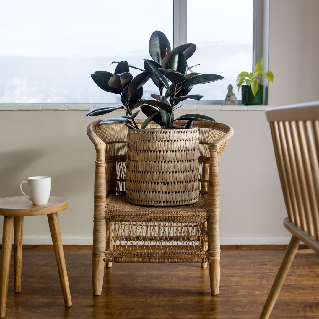 Rubber Tree - Abidjan - LARGE - Shop Online!