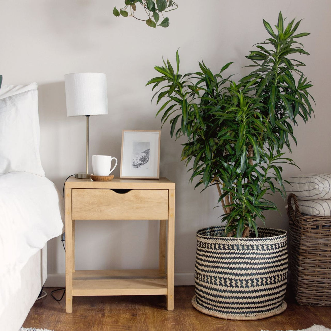 Dragon Tree - Song of Jamaica - Shop Online!