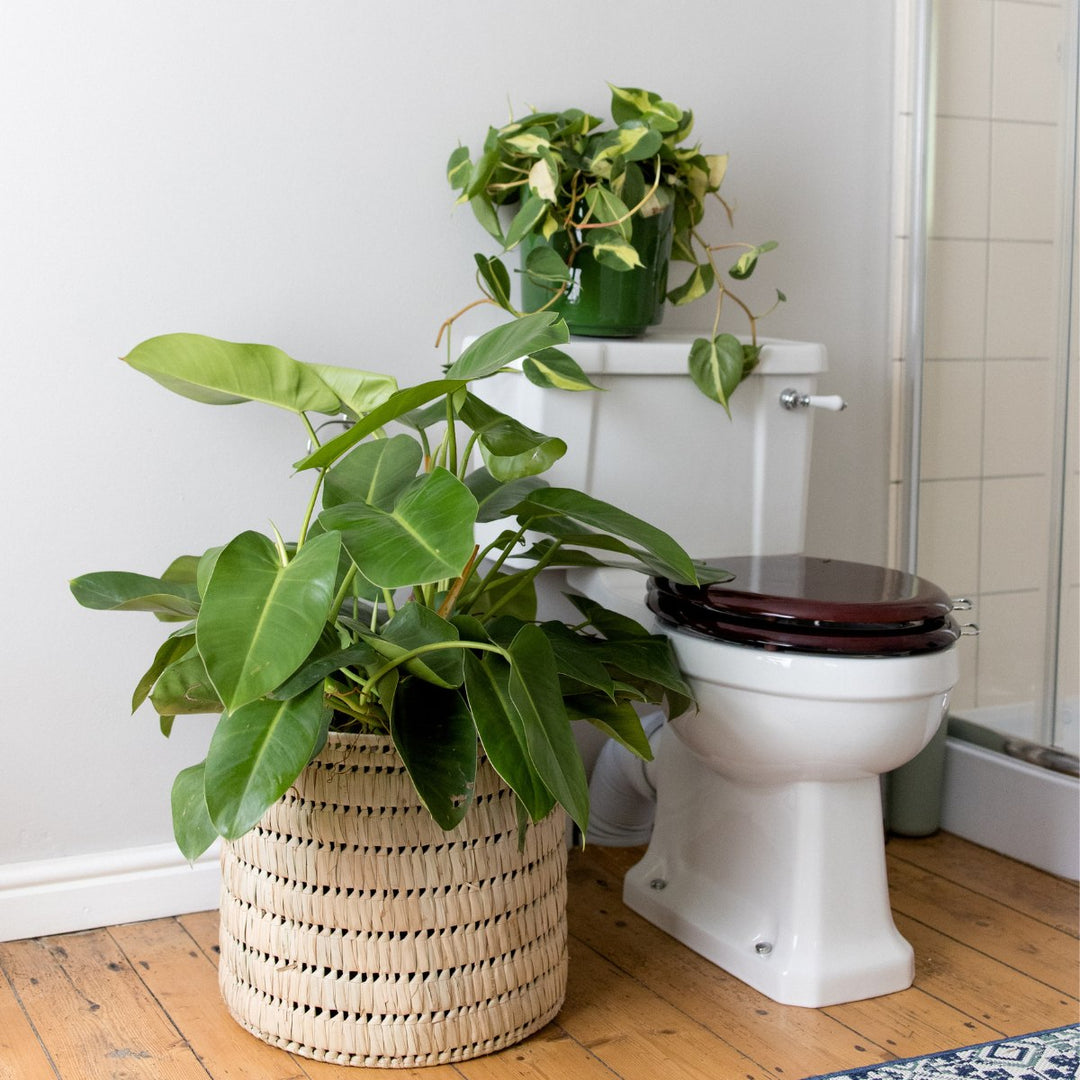 Philodendron - Emerald Green - EXTRA LARGE - Shop Online!