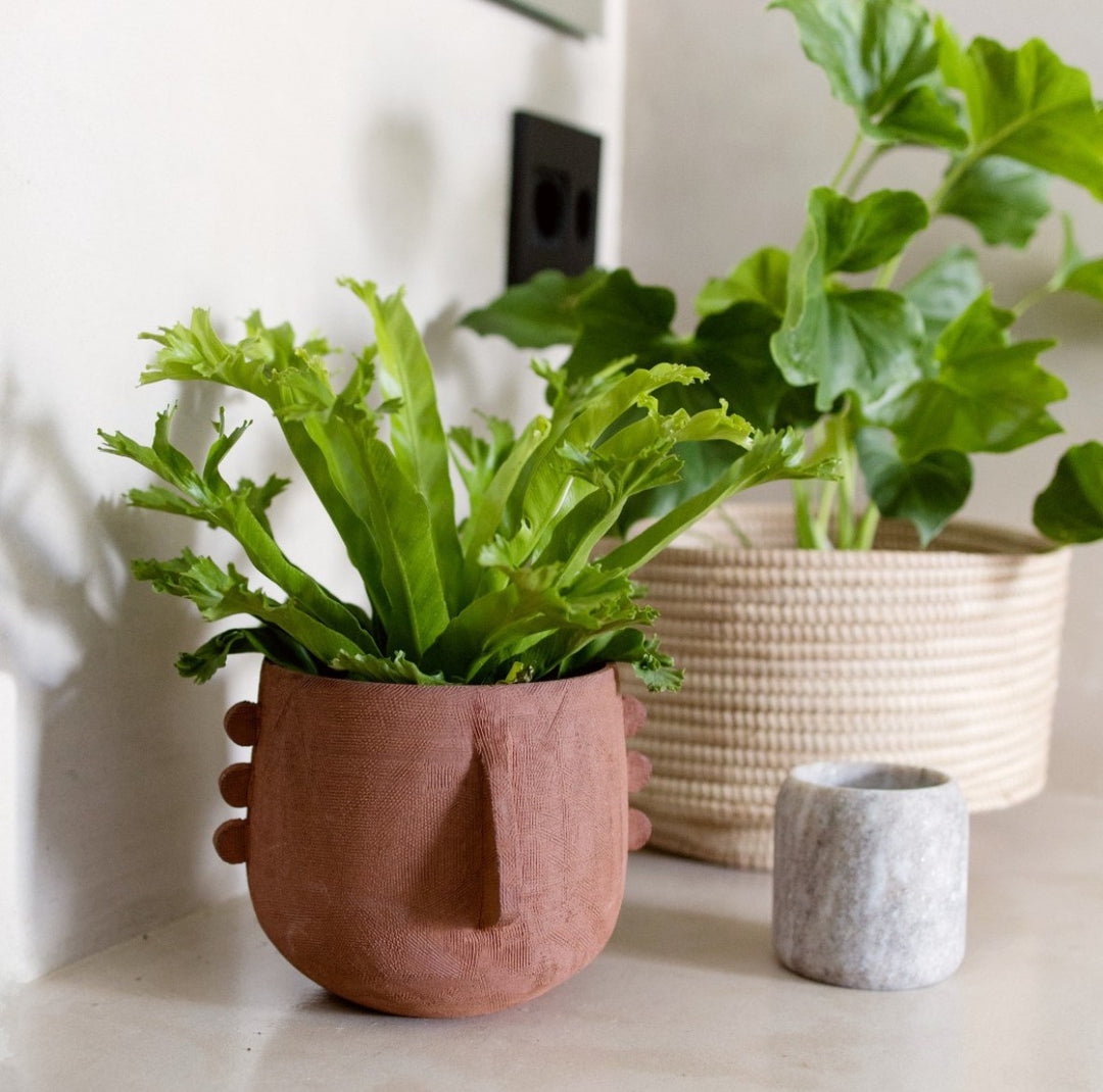 Meso Face Planter - Shop Online!