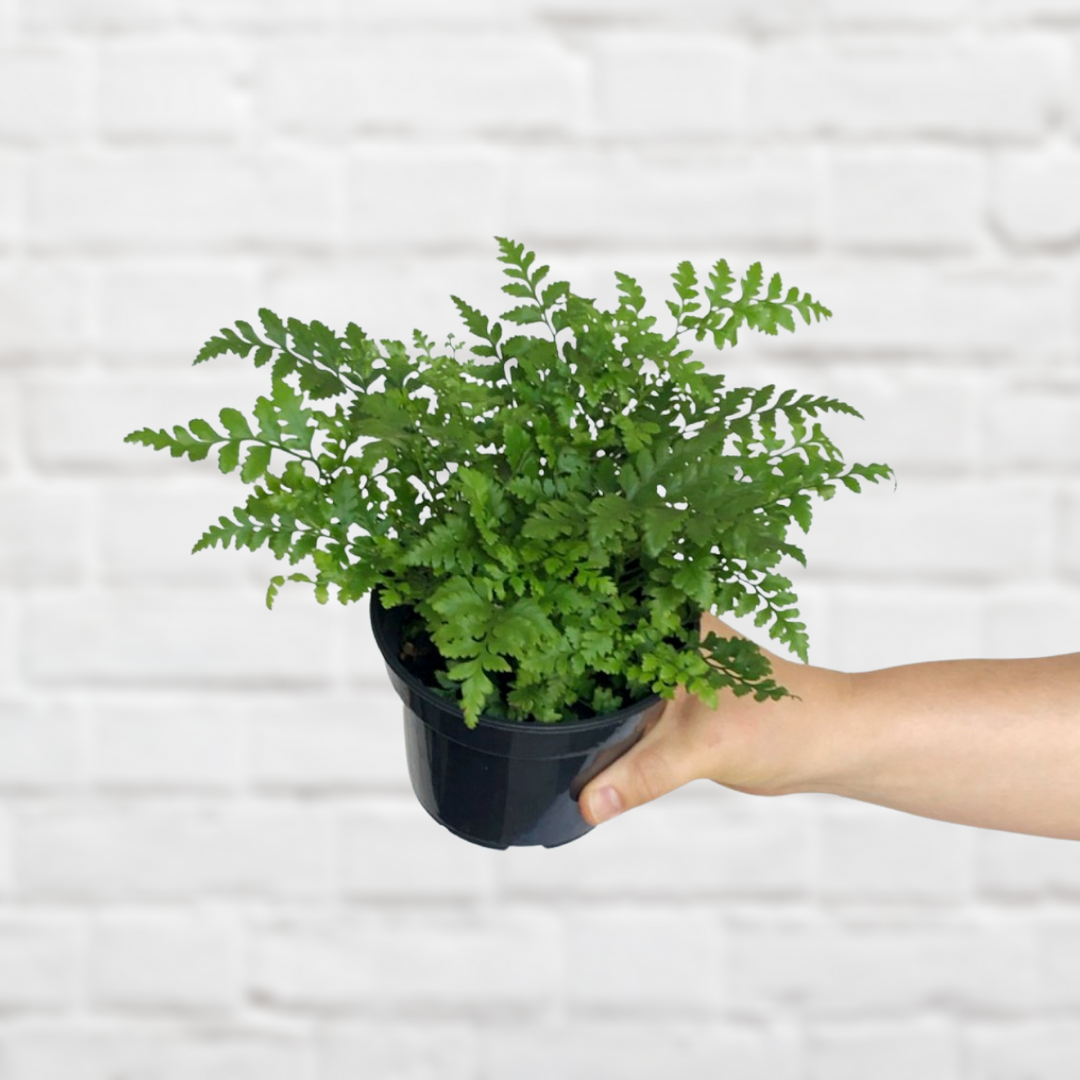 Leather Leaf Fern - Shop Online!