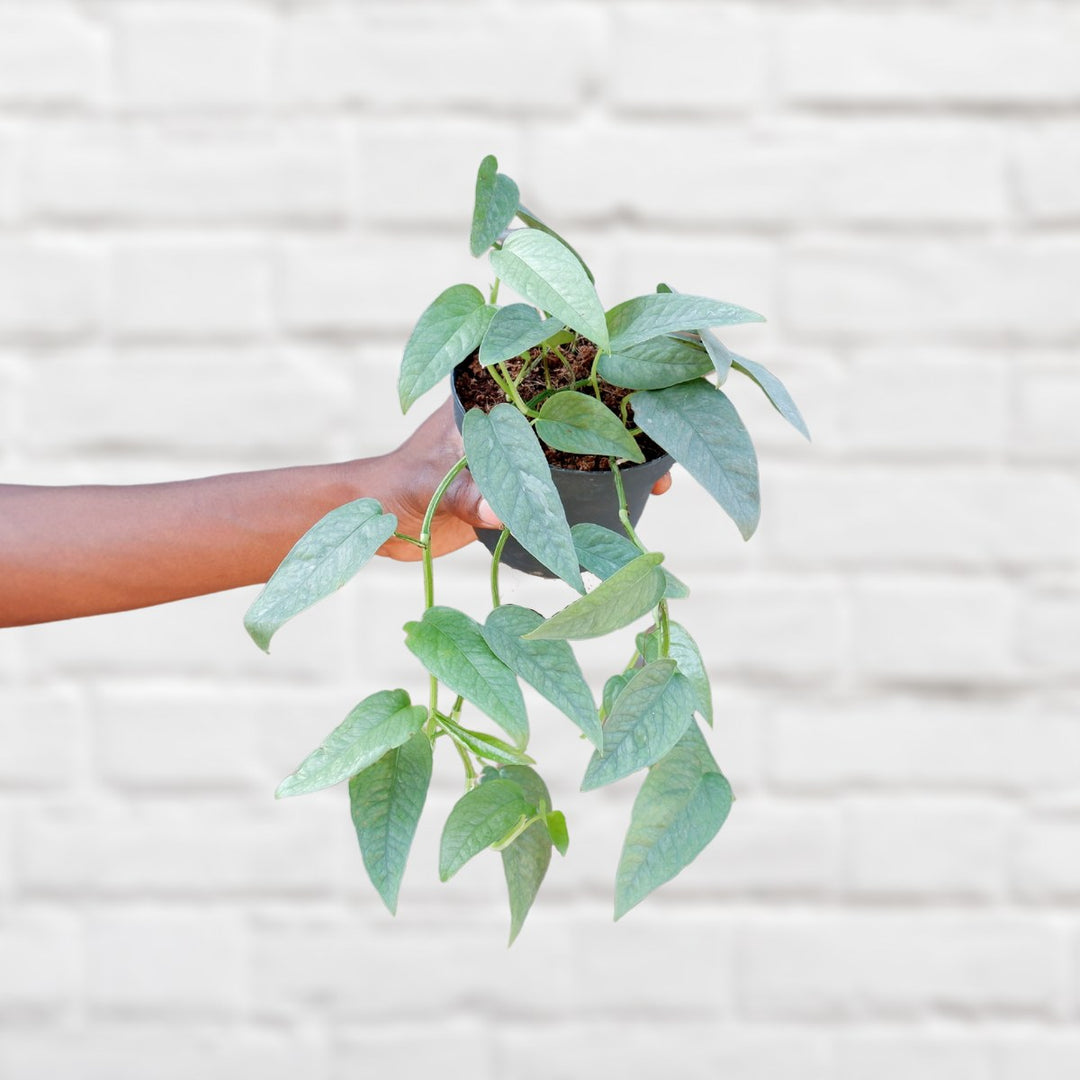 Pothos - Cebu Blue - Shop Online!