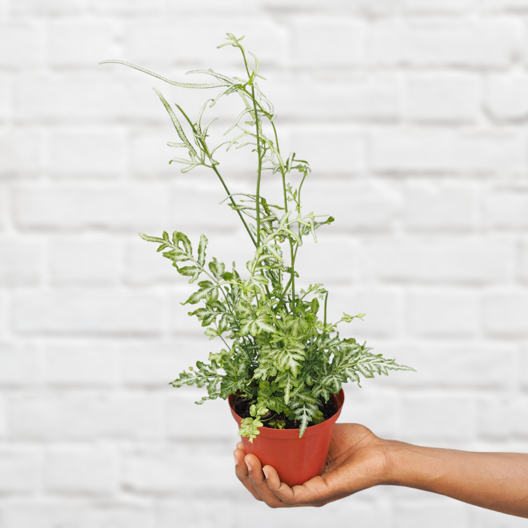 Silver Lace Fern - Shop Online!