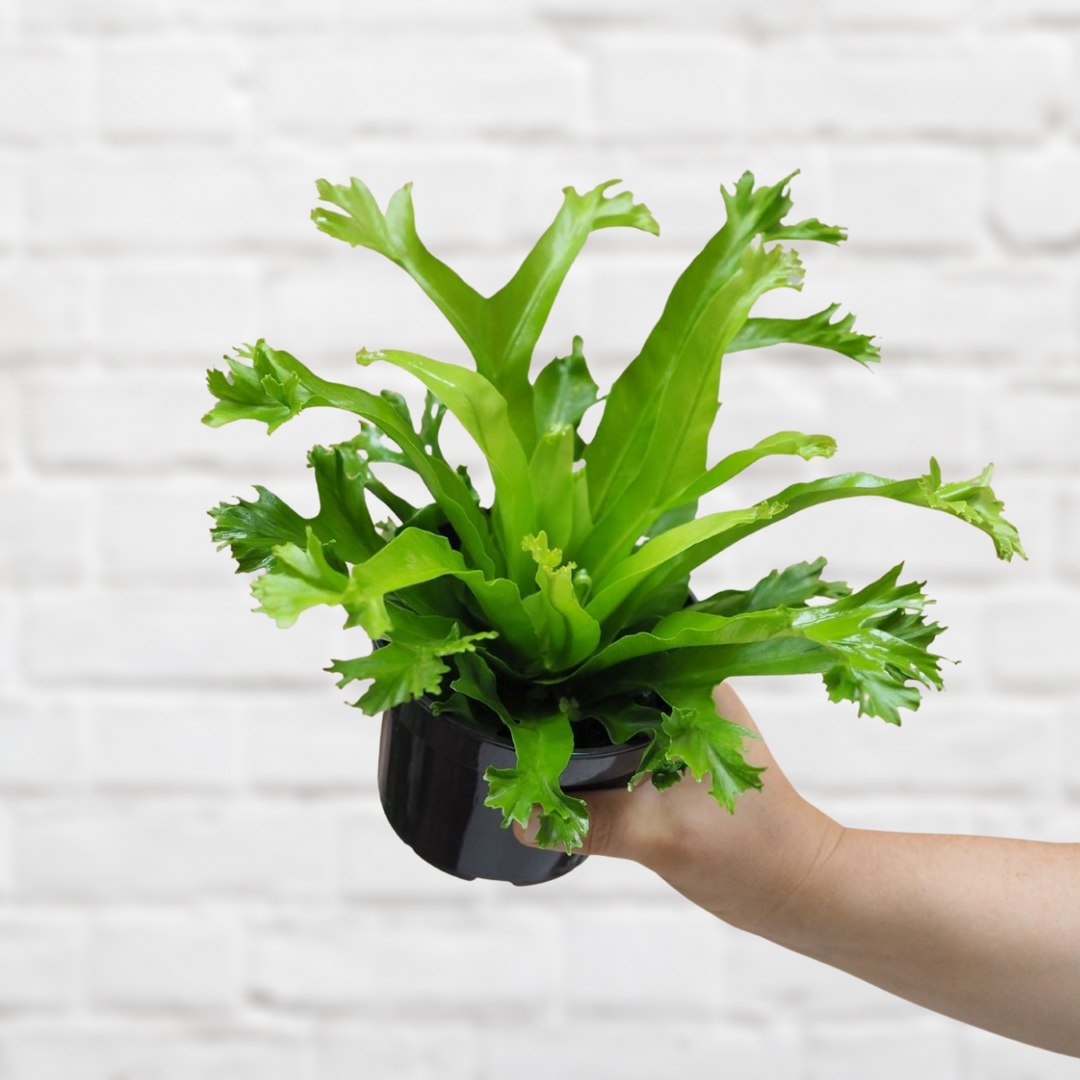 Bird's Nest Fern Crissie - Shop Online!