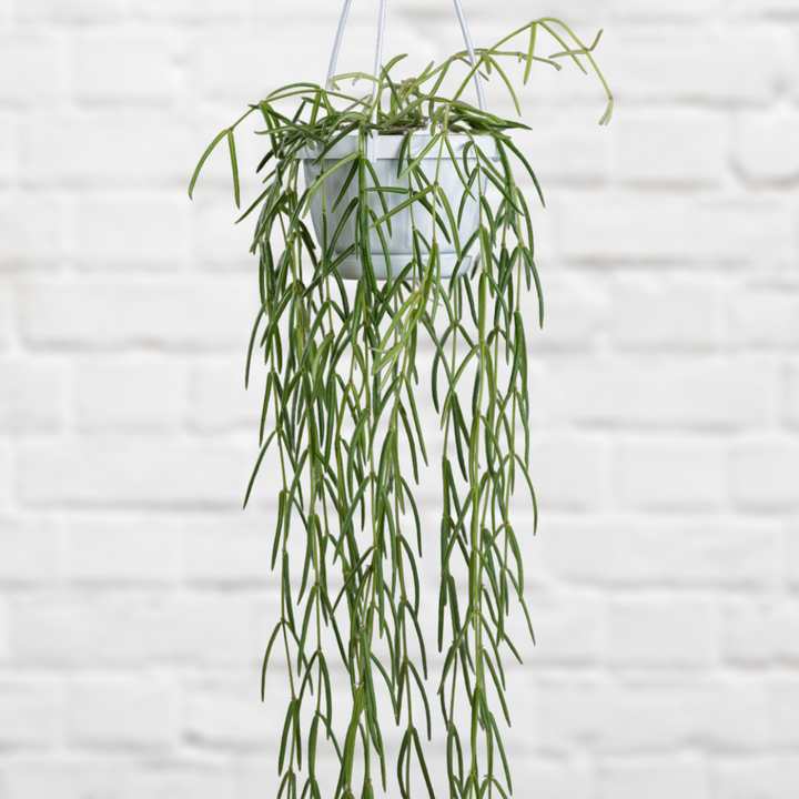 Hoya Linearis - Shop Online!