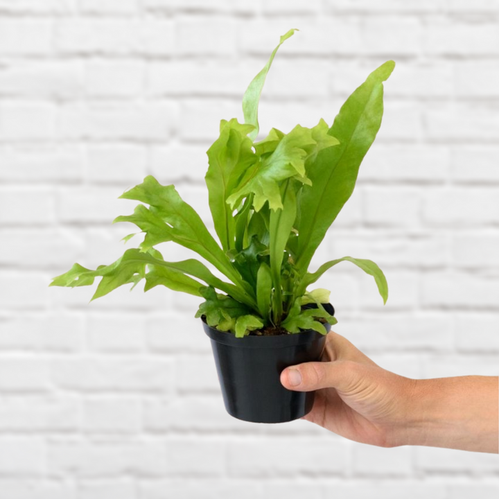 Green Flame Fern - Shop Online!