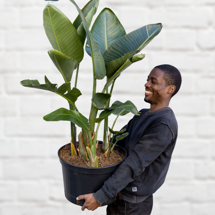 Wild Banana - Extra Large - Shop Online!