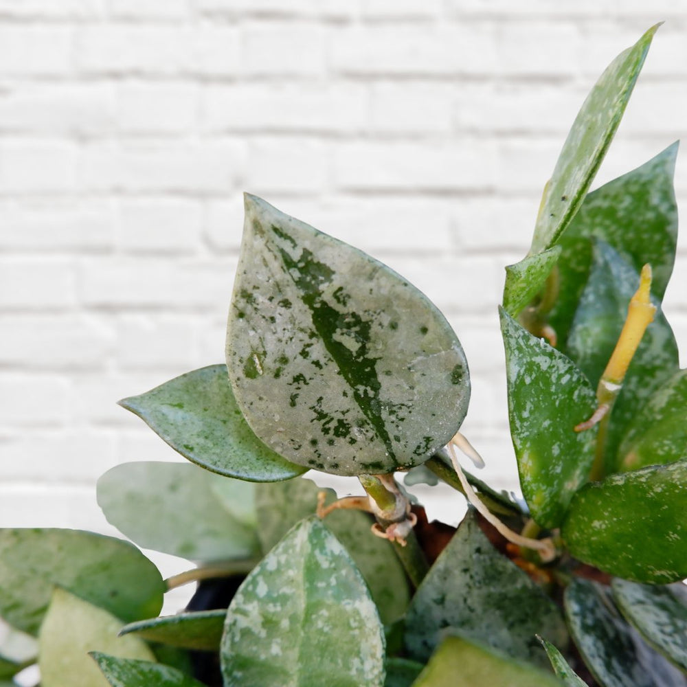 Hoya Krohniana - Super Eskimo - Shop Online!