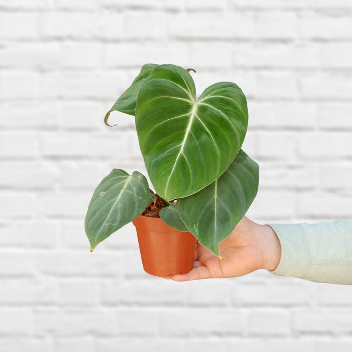 Philodendron - Gloriosum - Shop Online!