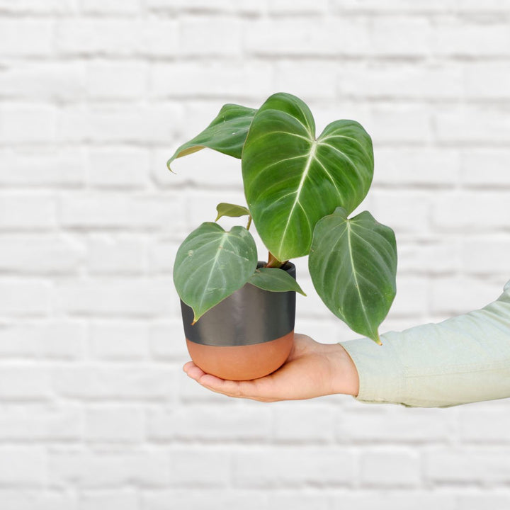 Philodendron - Gloriosum - Shop Online!