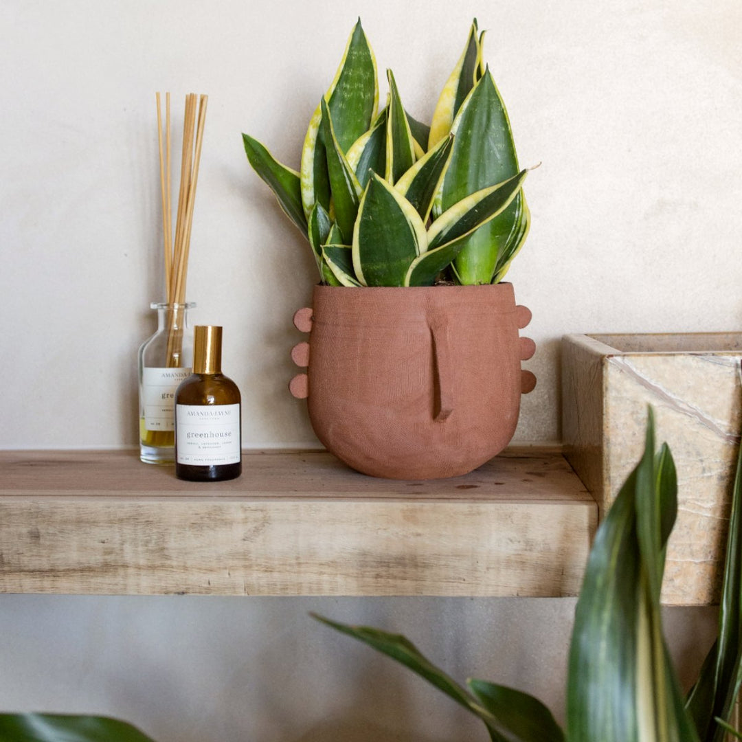 Meso Face Planter - Shop Online!