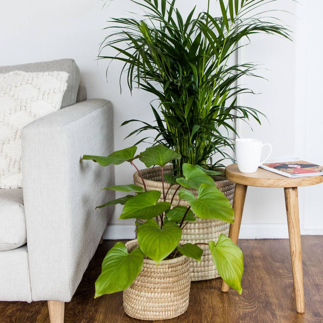 Parlor Palm - Large - Shop Online!