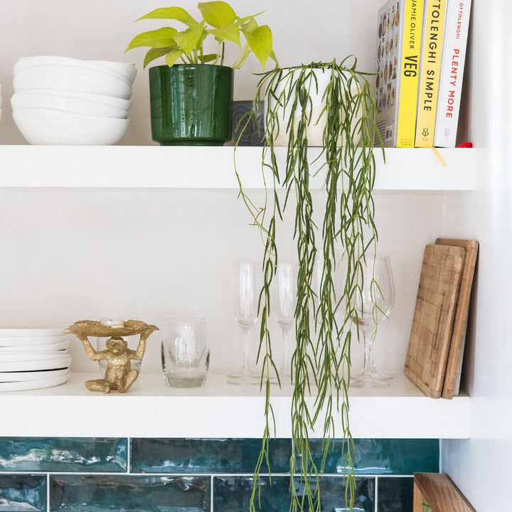 Hoya Linearis - Shop Online!