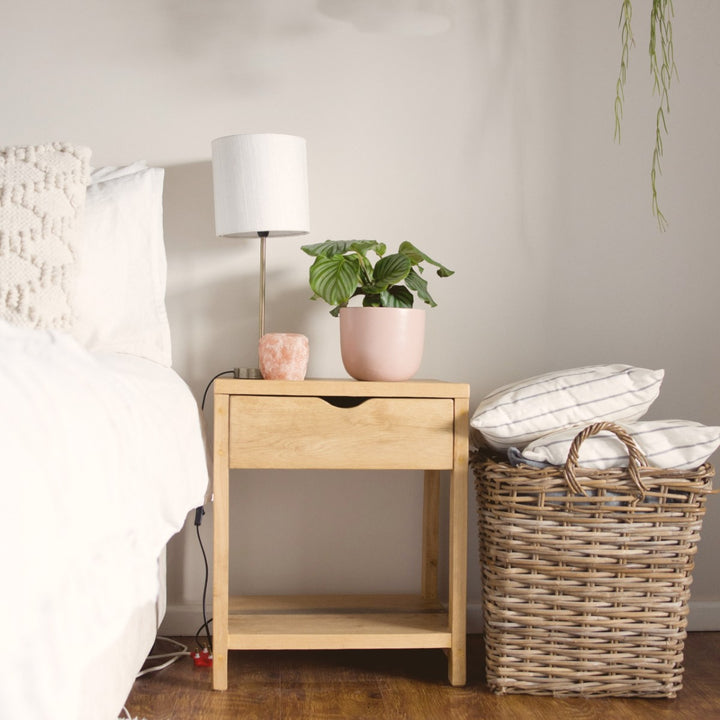 Calathea Orbifolia - Shop Online!