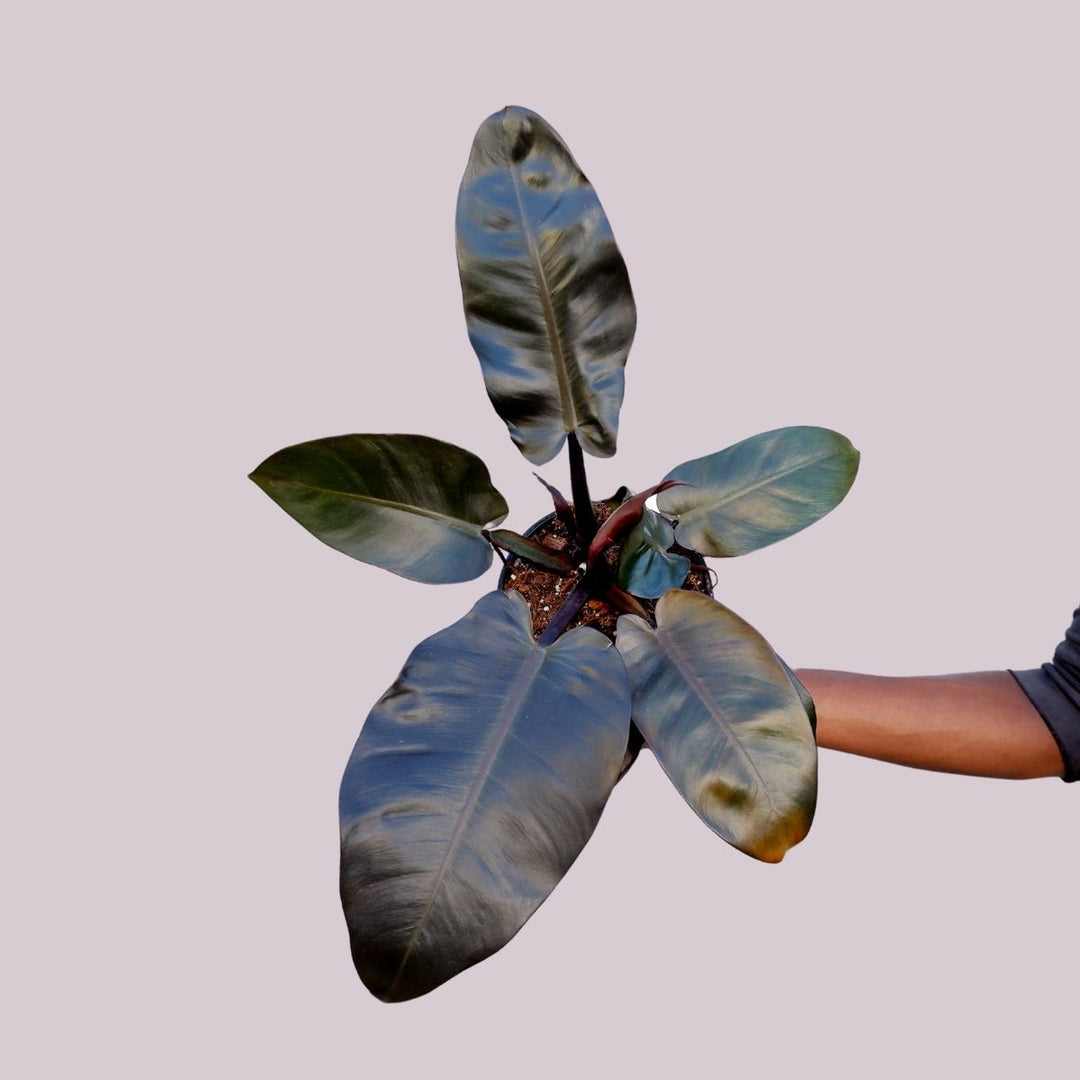 Philodendron Black Cardinal - Shop Online!