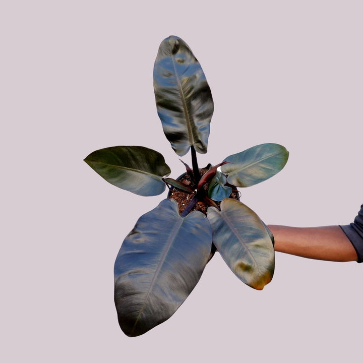 Philodendron Black Cardinal - Shop Online!