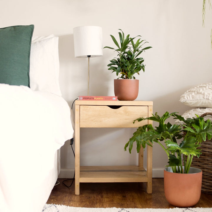 Dragon Tree - Reflexa - Shop Online!