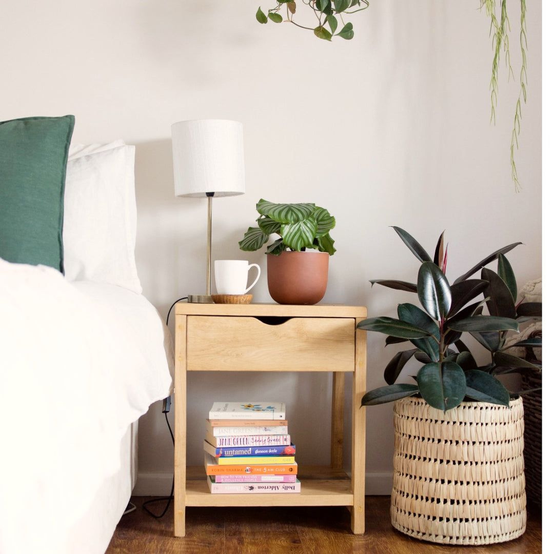 Calathea Orbifolia - LARGE - Shop Online!