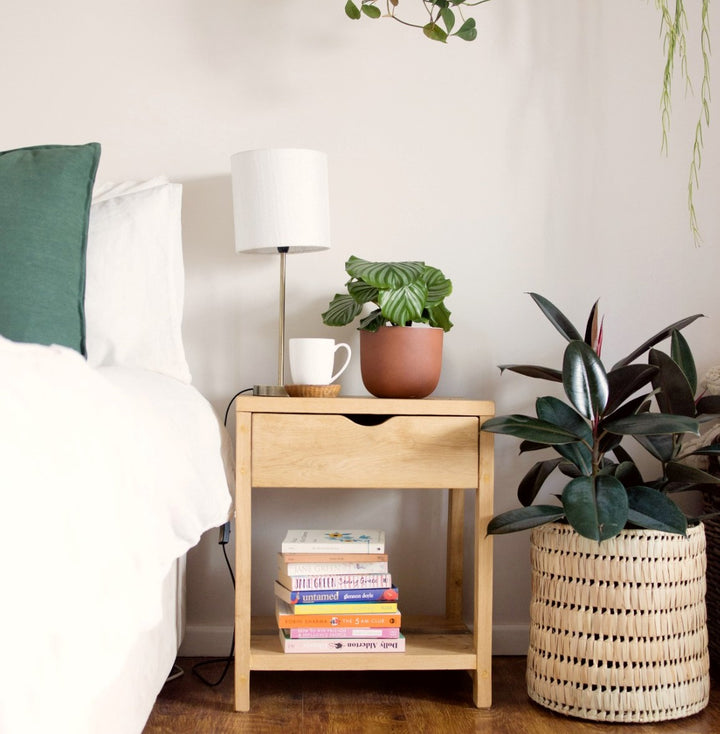 Rubber Tree - Abidjan - LARGE - Shop Online!