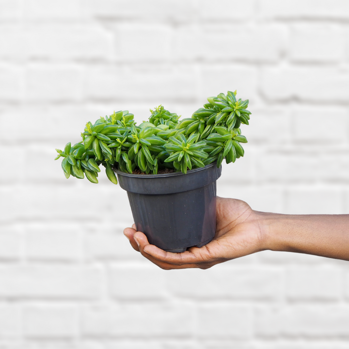 Taco Plant - Shop Online!