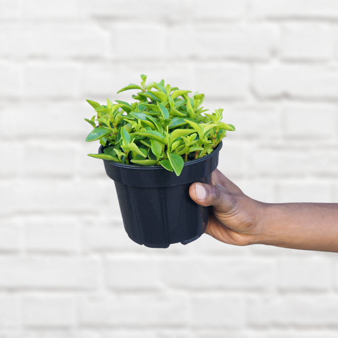 Peperomia - Amigo Marcello - Shop Online!