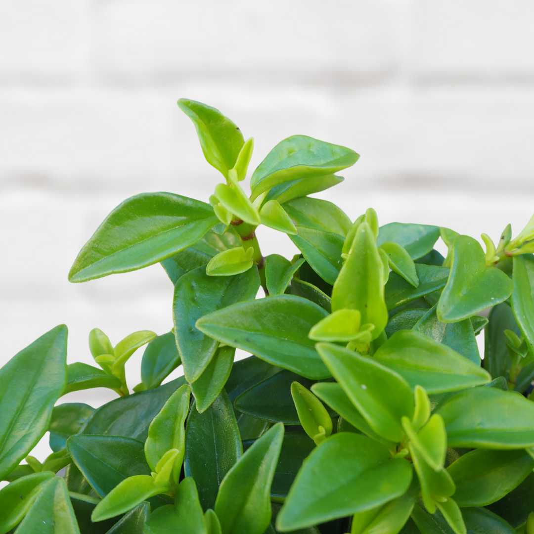 Peperomia - Amigo Marcello - Shop Online!