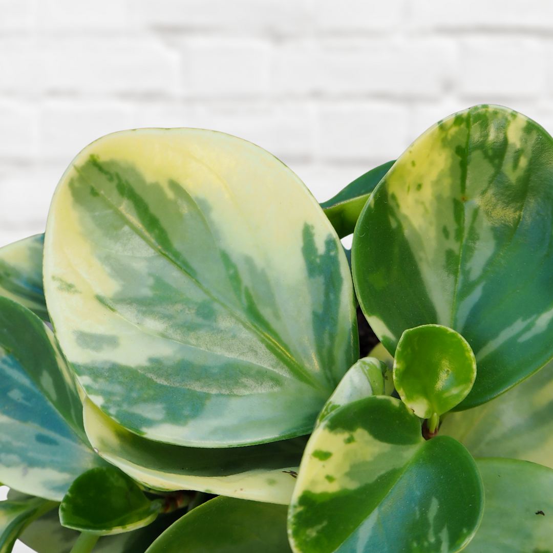 Baby Rubber Plant - Marble - Shop Online!