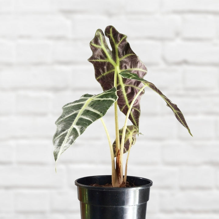 Alocasia Amazonica - Shop Online!