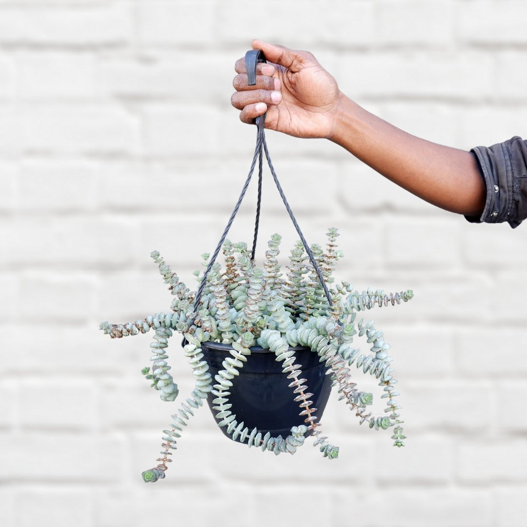 Crassula - String of Buttons - Shop Online!