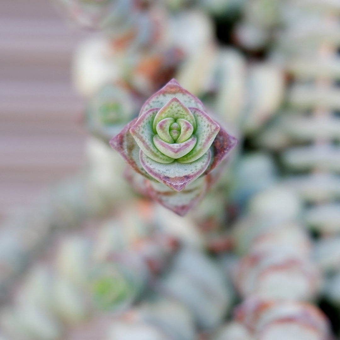 Crassula - String of Buttons - Shop Online!