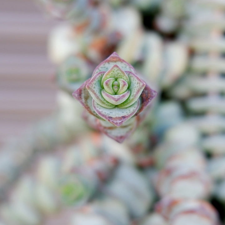 Crassula - String of Buttons - Shop Online!