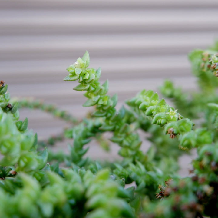 Crassula - Watch Chain - Shop Online!